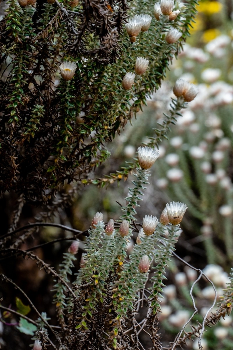 Helichrysum whyteanum photo 5