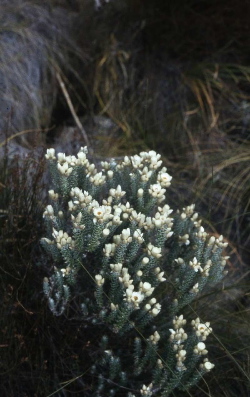 Helichrysum whyteanum photo 6