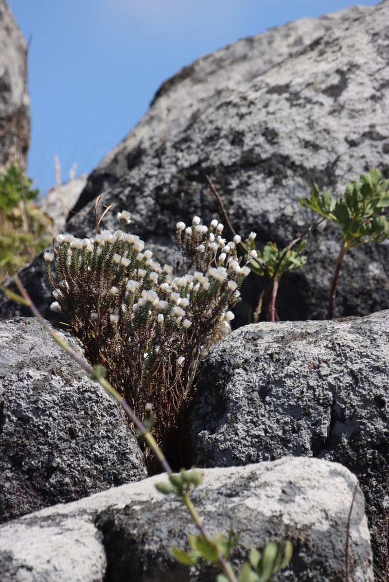 Helichrysum whyteanum photo 7