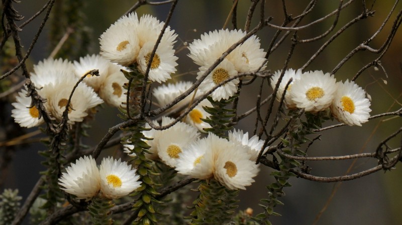 Helichrysum whyteanum photo 8