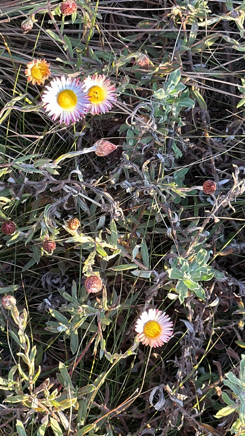 Helichrysum wilmsii