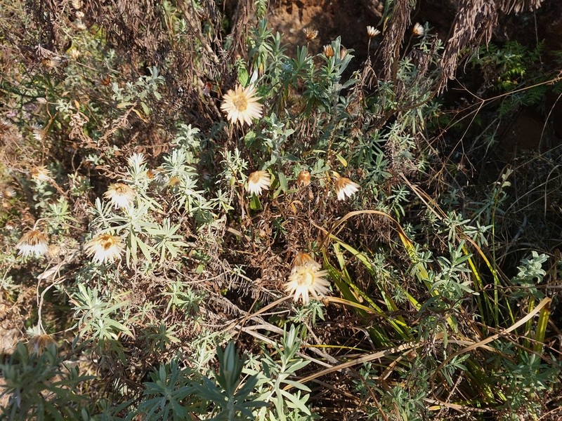 Helichrysum wilmsii photo 2