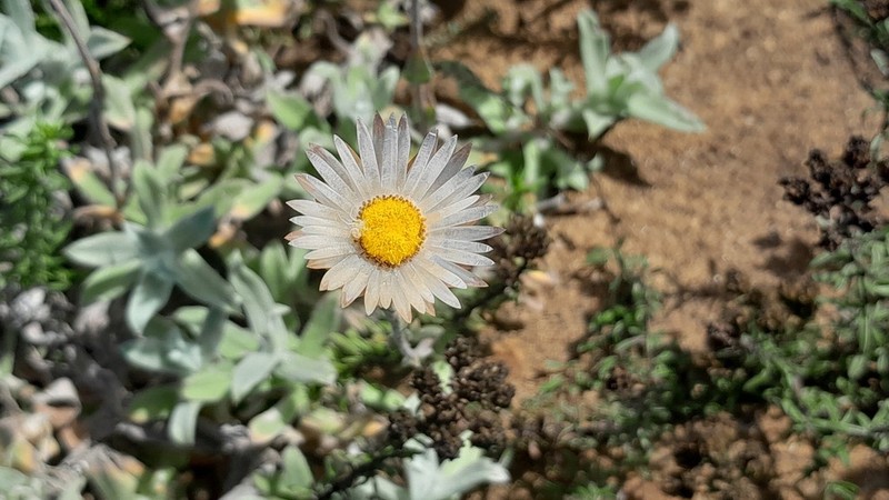 Helichrysum wilmsii photo 3