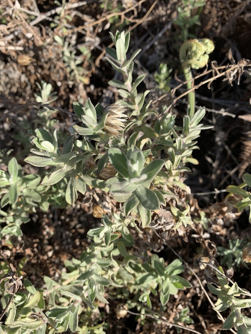Helichrysum wilmsii photo 4