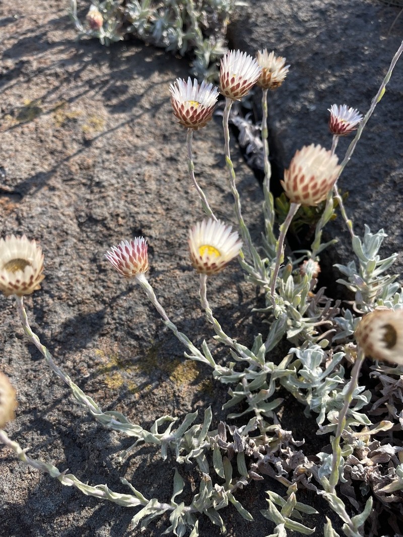 Helichrysum wilmsii photo 5