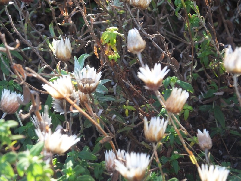 Helichrysum wilmsii photo 6