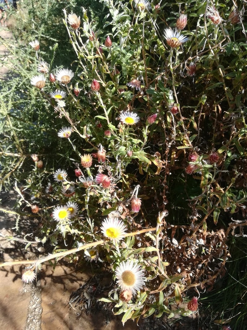 Helichrysum wilmsii photo 7