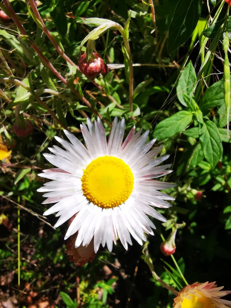 Helichrysum wilmsii photo 8