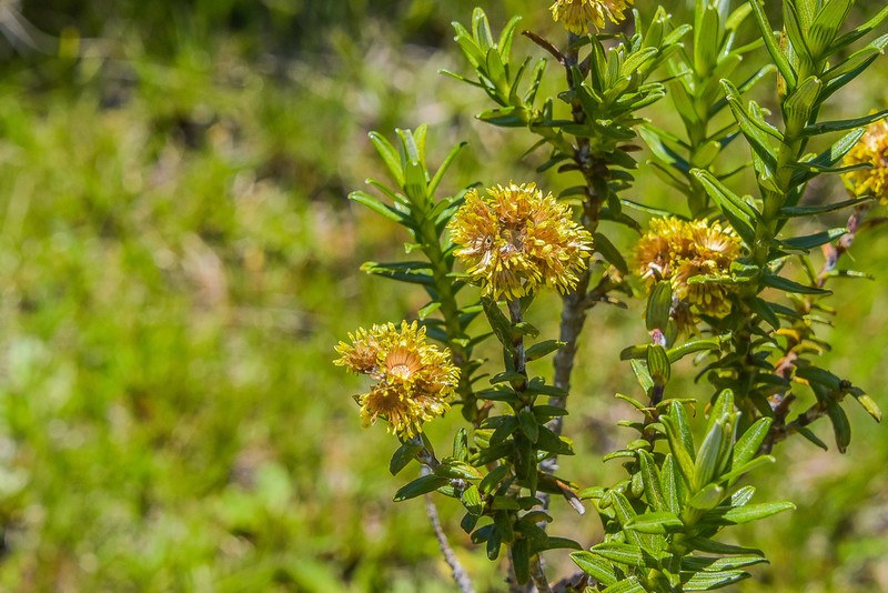 Helichrysum witbergense photo 2
