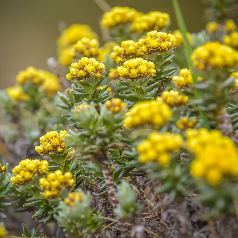 Helichrysum witbergense photo 3