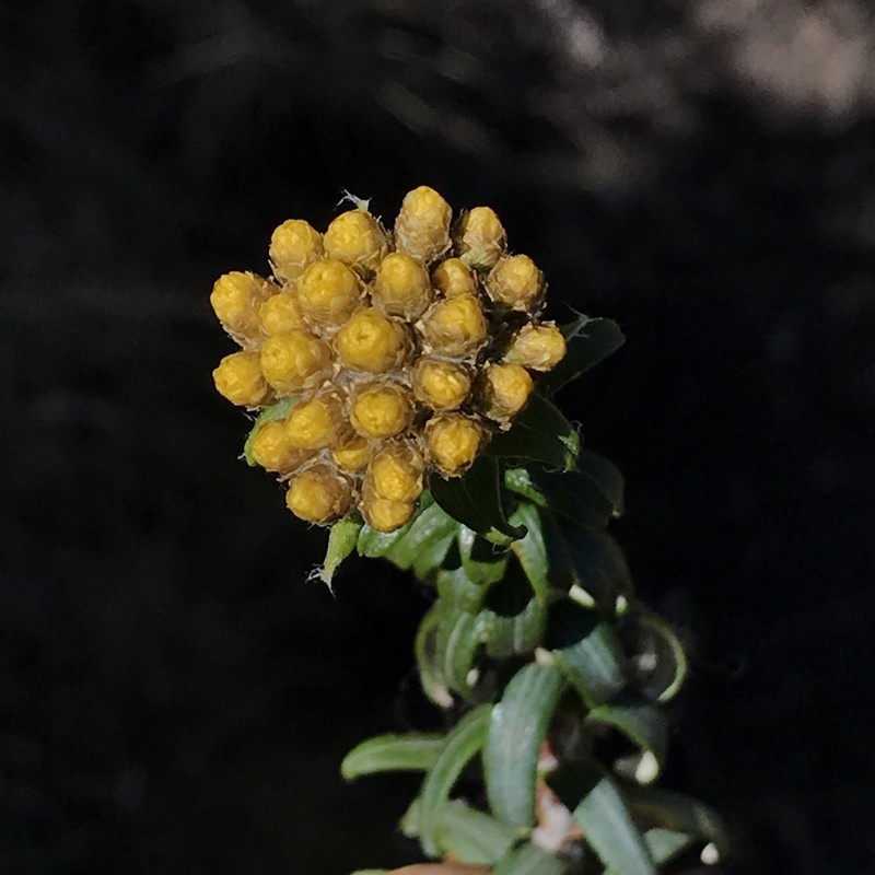 Helichrysum witbergense photo 4