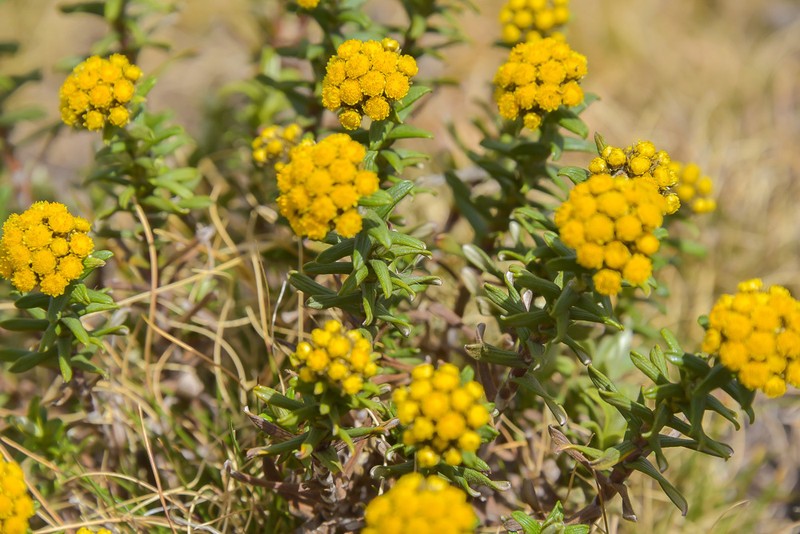 Helichrysum witbergense photo 5