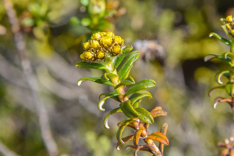 Helichrysum witbergense photo 6