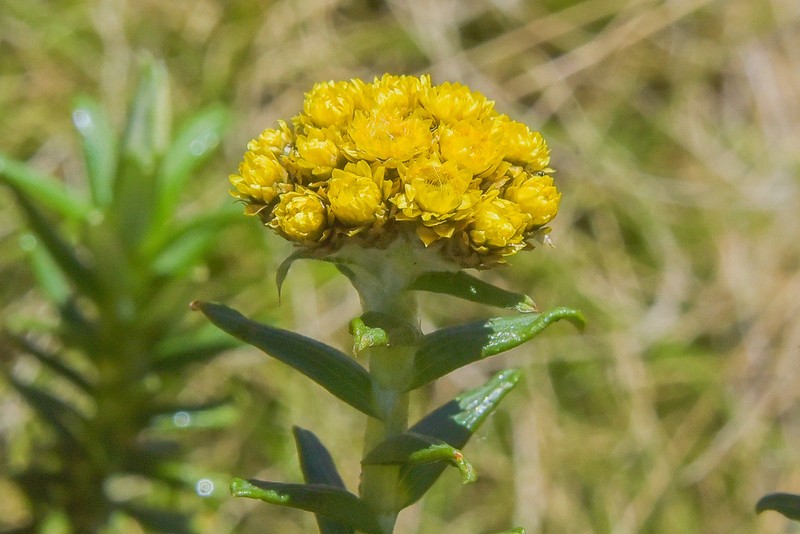 Helichrysum witbergense photo 7