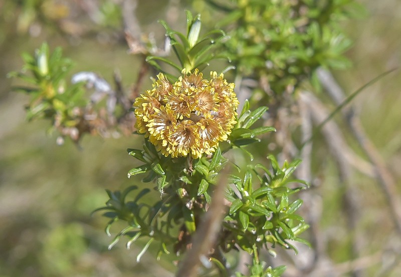 Helichrysum witbergense photo 8