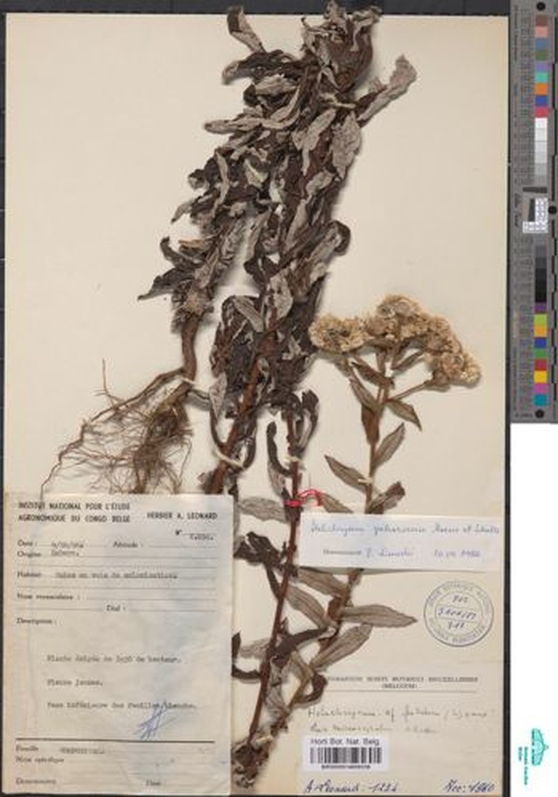 Helichrysum wittei photo 2