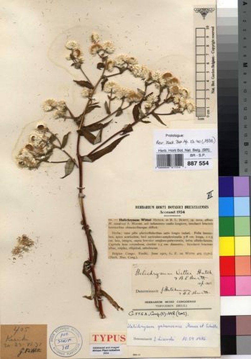 Helichrysum wittei photo 4