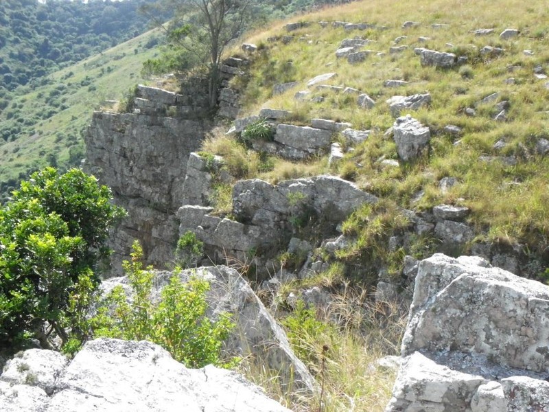 Helichrysum woodii