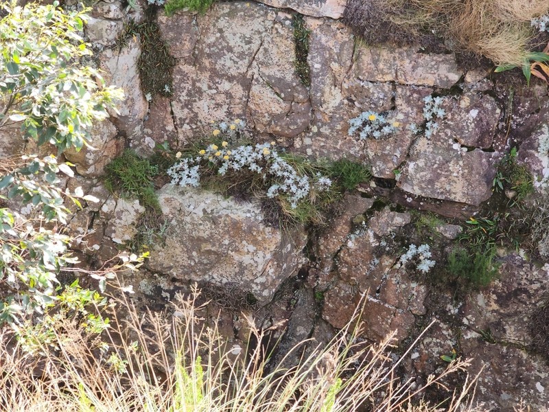 Helichrysum woodii photo 2