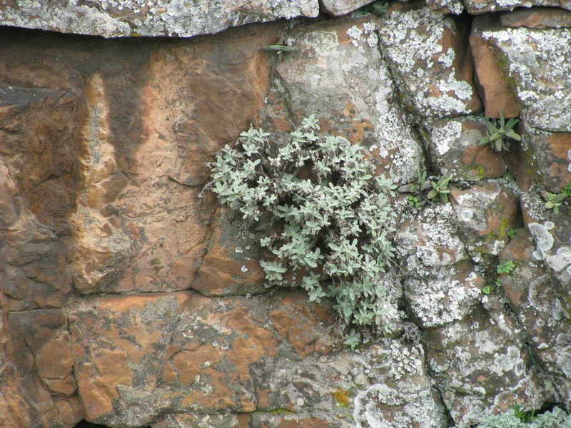 Helichrysum woodii photo 3