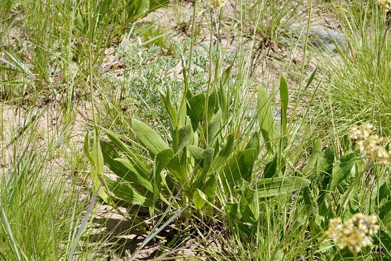 Helichrysum xerochrysum photo 3