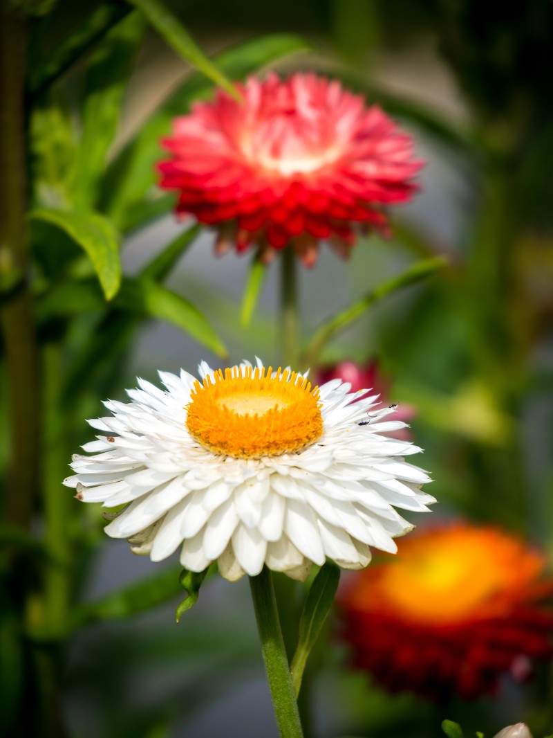 Helichrysum xerochrysum