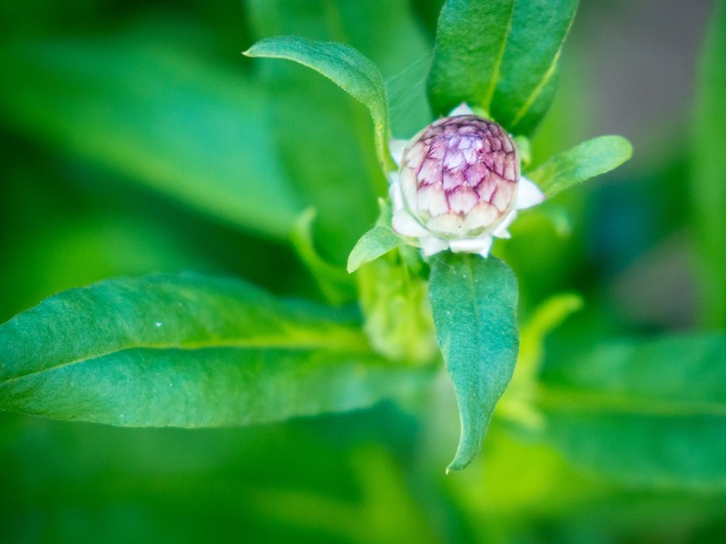 Helichrysum xerochrysum photo 4