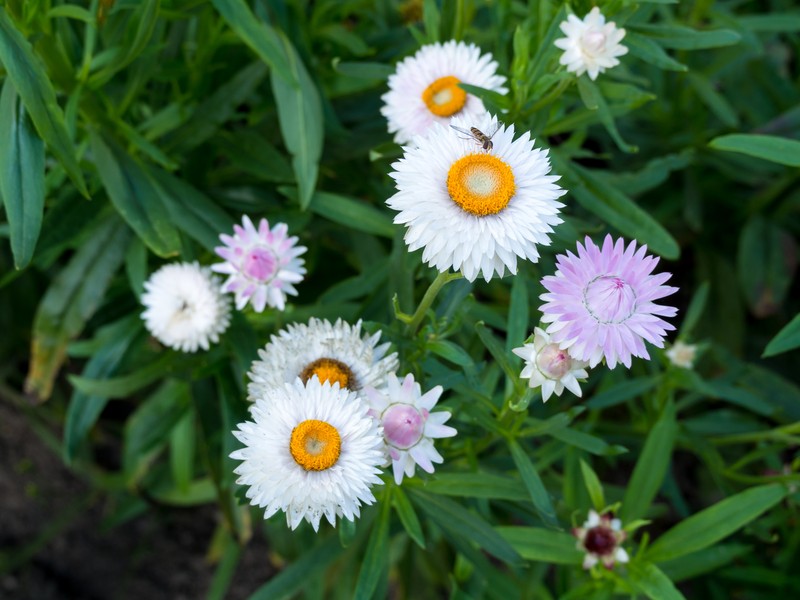Helichrysum xerochrysum photo 5