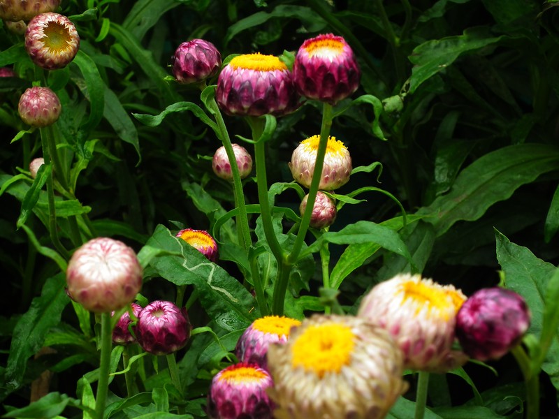 Helichrysum xerochrysum photo 6