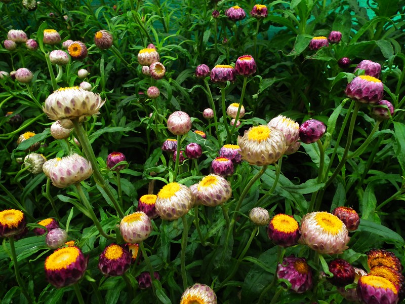 Helichrysum xerochrysum photo 7