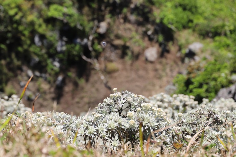 Helichrysum yuccifolium