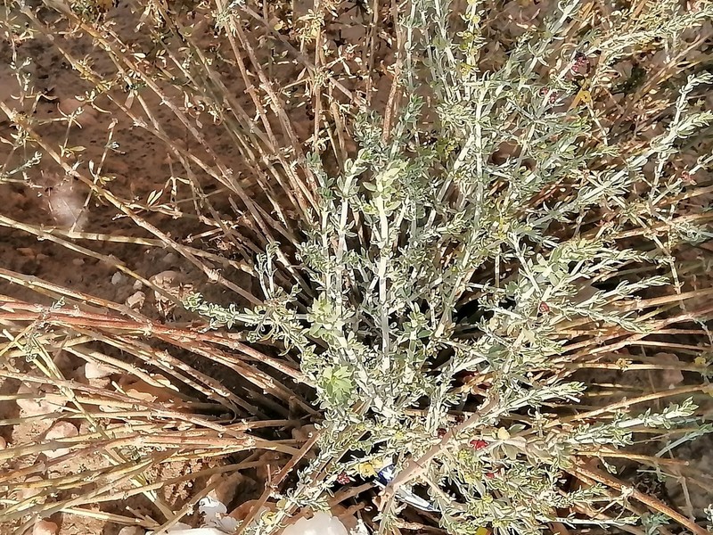 Helichrysum zeyheri