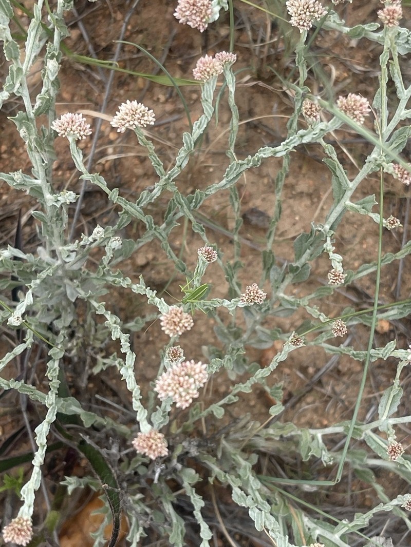 Helichrysum zeyheri photo 2