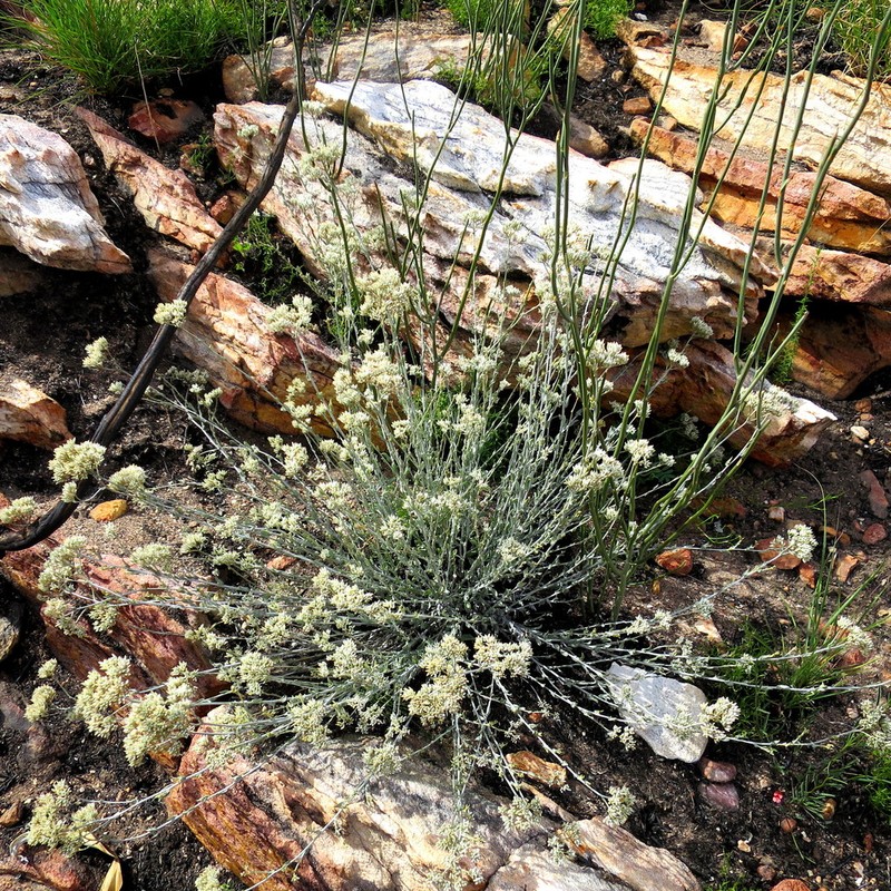Helichrysum zeyheri photo 3