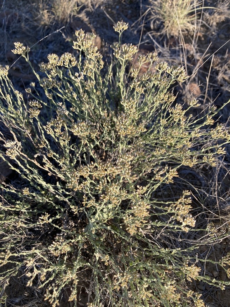 Helichrysum zeyheri photo 4