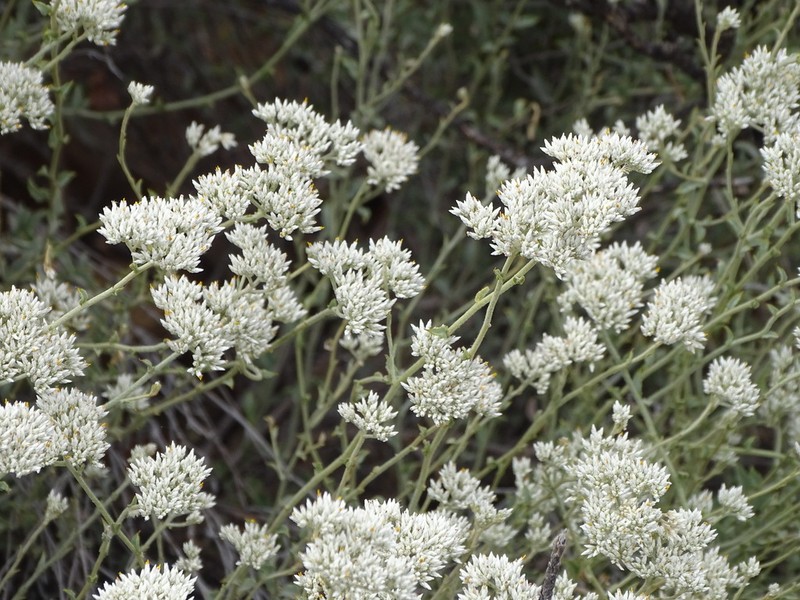 Helichrysum zeyheri photo 5