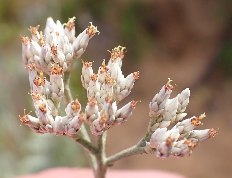 Helichrysum zeyheri photo 6
