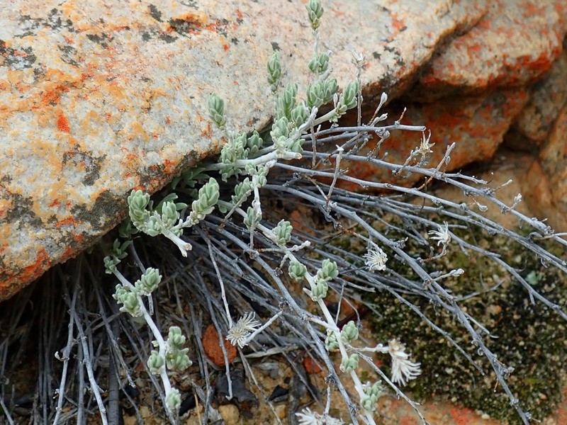 Helichrysum zeyheri photo 7