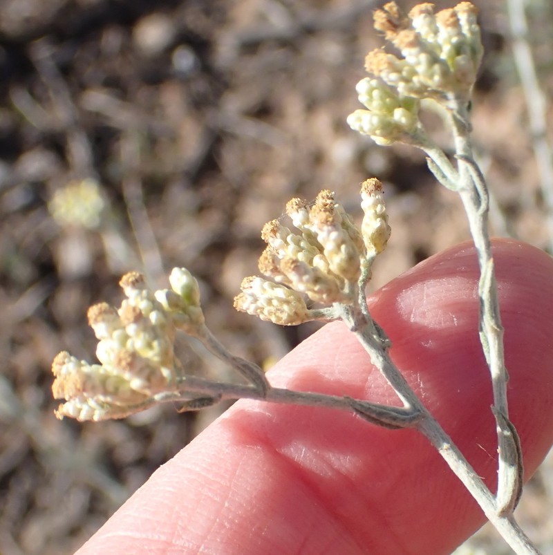 Helichrysum zeyheri photo 8