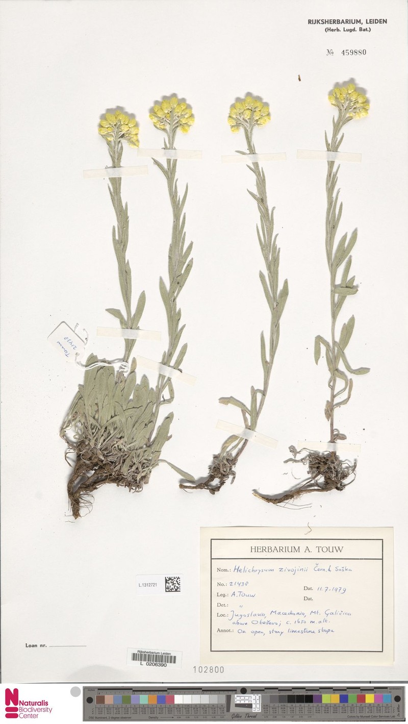 Helichrysum zivojini