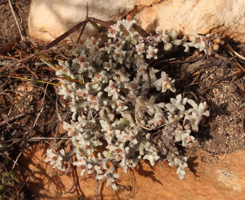 Helichrysum zwartbergense photo 2