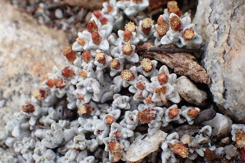 Helichrysum zwartbergense photo 3