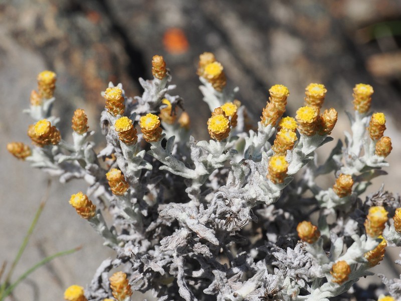 Helichrysum zwartbergense photo 4