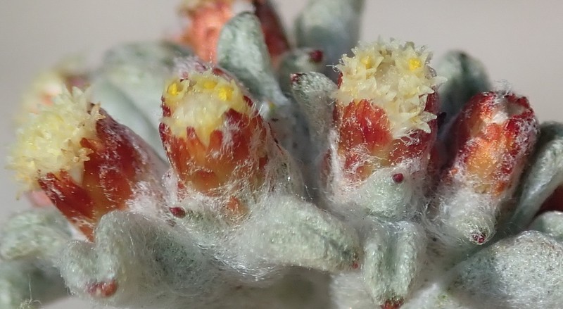 Helichrysum zwartbergense photo 5
