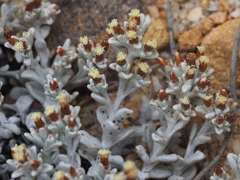 Helichrysum zwartbergense photo 7