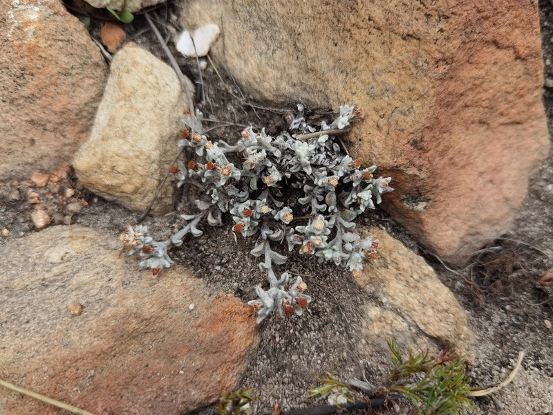 Helichrysum zwartbergense photo 8