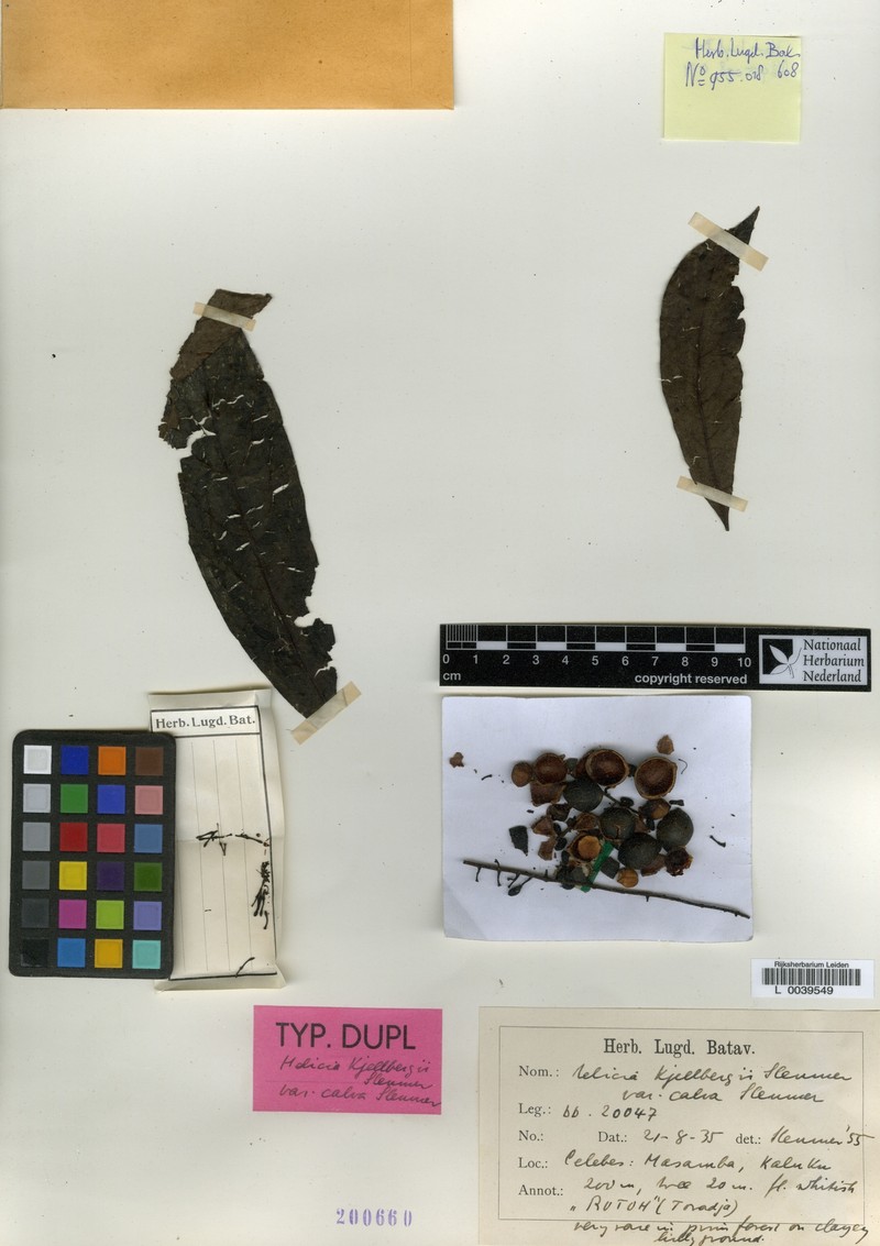 Helicia kjellbergii var. calva