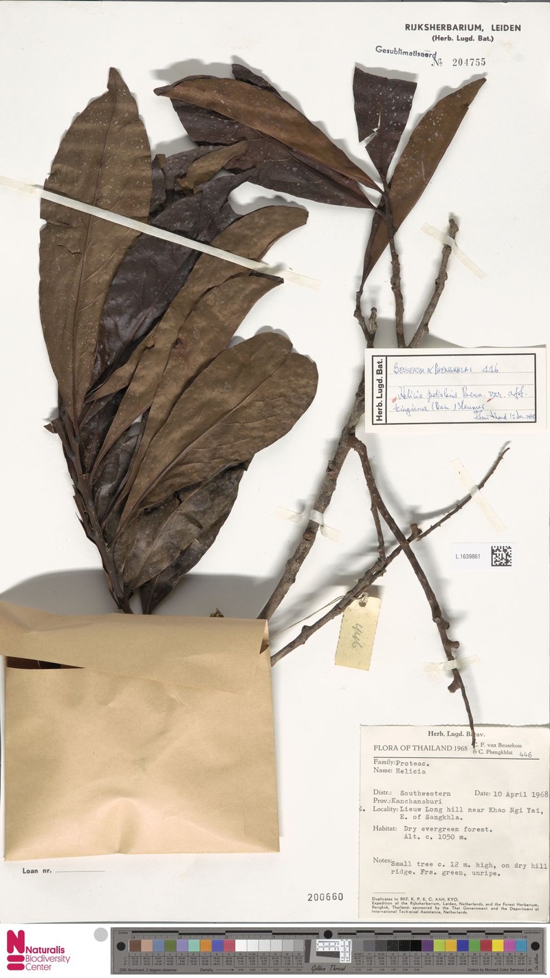 Helicia petiolaris var. kingiana