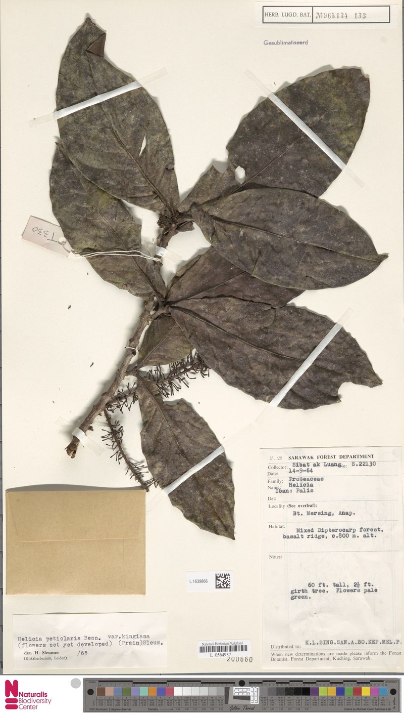 Helicia petiolaris var. kingiana photo 2
