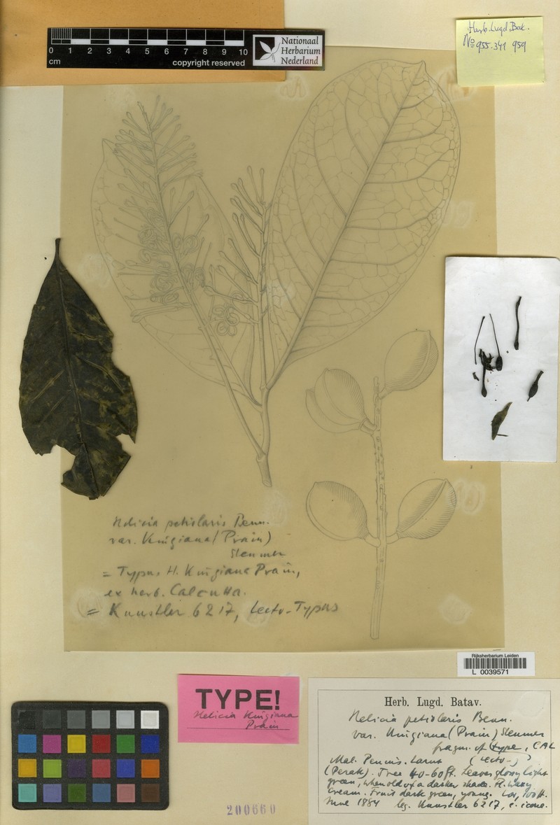 Helicia petiolaris var. kingiana photo 3